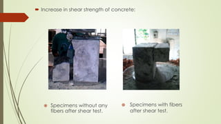 Increase in shear strength of concrete: 
 Specimens without any 
fibers after shear test. 
 Specimens with fibers 
after shear test. 
 