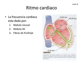 Juan G

                 Ritmo cardiaco
• La frecuencia cardiaca
  esta dada por:
   1. Nódulo sinusal
   2. Nódulo AV
   3. Fibras de Purkinje
 
