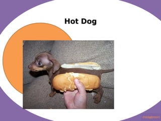 Hot Dog 