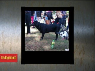 Fredagsmoro uke 50 2012