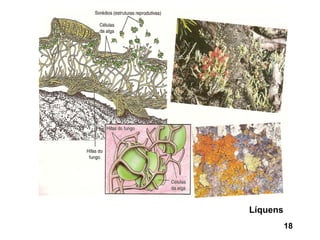 Líquens
          18
 