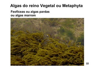 Algas do reino Vegetal ou Metaphyta
Feofíceas ou algas pardas
ou algas marrom




                                      22
 