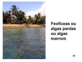 Feofíceas ou
algas pardas
ou algas
marrom


          24
 