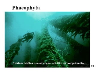 Existem feófitas que alcançam até 70m de comprimento
                                                       25
 