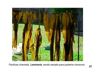 Feofícea chamada Laminaria, sendo secada para posterior consumo
                                                                  27
 