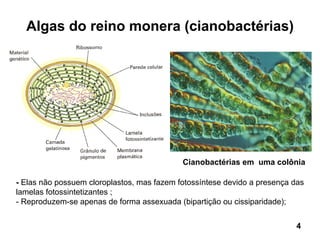 Algas do reino monera (cianobactérias)




                                            Cianobactérias em uma colônia

- Elas não possuem cloroplastos, mas fazem fotossíntese devido a presença das
lamelas fotossintetizantes ;
- Reproduzem-se apenas de forma assexuada (bipartição ou cissiparidade);


                                                                          4
 