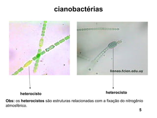 cianobactérias




        heterocisto                                    heterocisto

Obs: os heterocistos são estruturas relacionadas com a fixação do nitrogênio
atmosférico.
                                                                          5
 