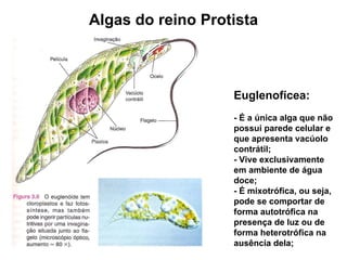 Algas do reino Protista



                   Euglenofícea:
                   - É a única alga que não
                   possui parede celular e
                   que apresenta vacúolo
                   contrátil;
                   - Vive exclusivamente
                   em ambiente de água
                   doce;
                   - É mixotrófica, ou seja,
                   pode se comportar de
                   forma autotrófica na
                   presença de luz ou de
                   forma heterotrófica na
                   ausência dela;
 