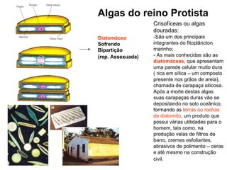Algas do reino Protista
                   Crisofíceas ou algas
                   douradas:
Diatomácea         -São um dos principais
Sofrendo           integrantes do fitoplâncton
Bipartição         marinho;
(rep. Assexuada)   - As mais conhecidas são as
                   diatomáceas, que apresentam
                   uma parede celular muito dura
                   ( rica em sílica – um composto
                   presente nos grãos de areia),
                   chamada de carapaça silicosa.
                   Após a morte destas algas
                   suas carapaças duras vão se
                   depositando no solo oceânico,
                   formando as terras ou rochas
                   de diatomito, um produto que
                   possui várias utilidades para o
                   homem, tais como, na
                   produção velas de filtros de
                   barro, cremes esfoliantes,
                   abrasivos de polimento – ceras
                   e até mesmo na construção
                   civil.
 