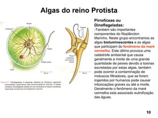 Algas do reino Protista
                Pirrofíceas ou
                Dinoflageladas:
                -Também são importantes
                componentes do fitoplâncton
                Marinho. Neste grupo encontramos as
                algas bioluminescentes e as algas
                que participam do fenômeno da maré
                vermelha. Este último provoca uma
                catástrofe ambiental que causa
                geralmente a morte de uma grande
                quantidade de peixes devido a toxinas
                excretadas por estas algas, também
                pode ocorrer a contaminação de
                moluscos filtradores, que se forem
                ingeridos por humanos pode causar
                intoxicações graves ou até a morte.
                Geralmente o fenômeno da maré
                vermelha esta associado eutrofização
                das águas.



                                               10
 