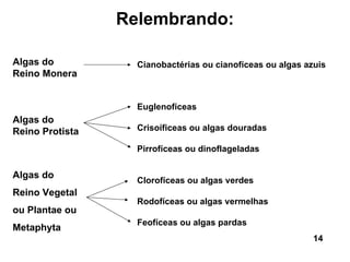 Relembrando:

Algas do           Cianobactérias ou cianofíceas ou algas azuis
Reino Monera


                   Euglenofíceas
Algas do
Reino Protista     Crisoíficeas ou algas douradas

                   Pirrofíceas ou dinoflageladas


Algas do
                   Clorofíceas ou algas verdes
Reino Vegetal
                   Rodofíceas ou algas vermelhas
ou Plantae ou
                   Feofíceas ou algas pardas
Metaphyta
                                                            14
 
