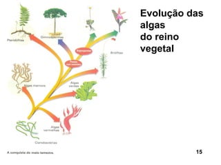 Evolução das
algas
do reino
vegetal




          15
 