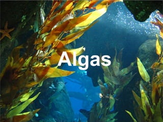 Algas
 