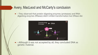 Avery, MacLeod and McCarty's conclusion
 • They observed that protein-digesting enzymes (proteases) and RNA-
digesting enzymes (RNases) didn't inhibit transformation but DNase did.
 • Although it was not accepted by all, they concluded DNA as
genetic material.
 