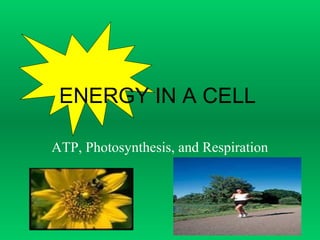 ATP, Photosynthesis, and Respiration
ENERGY IN A CELL
 