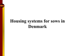 ISU
Housing systems for sows in
Denmark
 