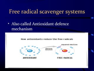 Free radical scavenger systems
• Also called Antioxidant defence
mechanism
 