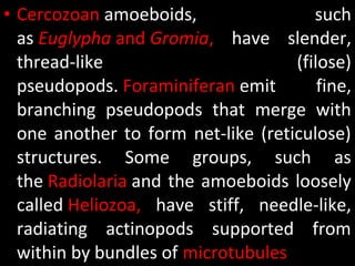 • Cercozoan amoeboids, such
as Euglypha and Gromia, have slender,
thread-like (filose)
pseudopods. Foraminiferan emit fine,
branching pseudopods that merge with
one another to form net-like (reticulose)
structures. Some groups, such as
the Radiolaria and the amoeboids loosely
called Heliozoa, have stiff, needle-like,
radiating actinopods supported from
within by bundles of microtubules
 