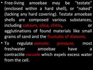 • Free-living amoebae may be "testate"
(enclosed within a hard shell), or "naked"
(lacking any hard covering). Testate amoebae
shells are composed various substances,
including calcium, silica, chitin, or
agglutinations of found materials like small
grains of sand and the frustules of diatoms.
• To regulate osmotic pressure, most
freshwater amoebae have a
contractile vacuole which expels excess water
from the cell.
 