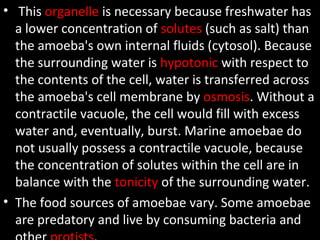 •  This organelle is necessary because freshwater has 
a lower concentration of solutes (such as salt) than 
the amoeba's own internal fluids (cytosol). Because 
the surrounding water is hypotonic with respect to 
the contents of the cell, water is transferred across 
the amoeba's cell membrane by osmosis. Without a 
contractile vacuole, the cell would fill with excess 
water and, eventually, burst. Marine amoebae do 
not usually possess a contractile vacuole, because 
the concentration of solutes within the cell are in 
balance with the tonicity of the surrounding water.
• The food sources of amoebae vary. Some amoebae 
are predatory and live by consuming bacteria and 
 