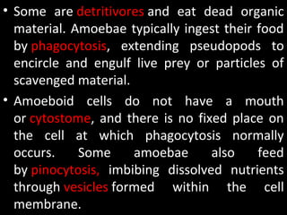 • Some  are detritivores and  eat  dead  organic 
material. Amoebae typically ingest their food 
by phagocytosis,  extending  pseudopods  to 
encircle  and  engulf  live  prey  or  particles  of 
scavenged material. 
• Amoeboid  cells  do  not  have  a  mouth 
or cytostome, and there is no fixed place on 
the  cell  at  which  phagocytosis  normally 
occurs.  Some  amoebae  also  feed 
by pinocytosis,  imbibing  dissolved  nutrients 
through vesicles formed  within  the  cell 
membrane.
 