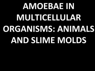 AMOEBAE IN
MULTICELLULAR
ORGANISMS: ANIMALS
AND SLIME MOLDS
 