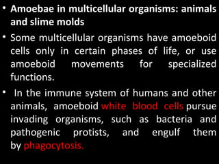 • Amoebae in multicellular organisms: animals
and slime molds
• Some multicellular organisms have amoeboid 
cells  only  in  certain  phases  of  life,  or  use 
amoeboid  movements  for  specialized 
functions.
•  In the immune system of humans and other 
animals,  amoeboid white  blood  cells pursue 
invading  organisms,  such  as  bacteria  and 
pathogenic  protists,  and  engulf  them 
by phagocytosis.
 