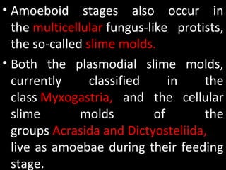 • Amoeboid  stages  also  occur  in 
the multicellular fungus-like  protists, 
the so-called slime molds. 
• Both  the  plasmodial  slime  molds, 
currently  classified  in  the 
class Myxogastria,  and  the  cellular 
slime  molds  of  the 
groups Acrasida and Dictyosteliida, 
live as amoebae during their feeding 
stage. 
 