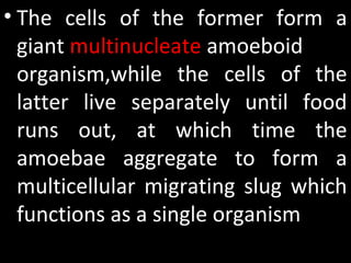 • The  cells  of  the  former  form  a 
giant multinucleate amoeboid 
organism,while  the  cells  of  the 
latter  live  separately  until  food 
runs  out,  at  which  time  the 
amoebae  aggregate  to  form  a 
multicellular  migrating  slug  which 
functions as a single organism
 