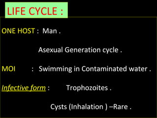 LIFE CYCLE : 
ONE HOST :  Man .
   Asexual Generation cycle .
MOI         :   Swimming in Contaminated water .
Infective form :  Trophozoites .
                      Cysts (Inhalation ) –Rare .
 