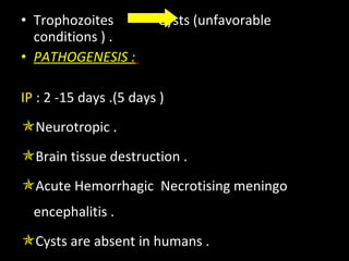 • Trophozoites             Cysts (unfavorable 
conditions ) .
• PATHOGENESIS :
IP : 2 -15 days .(5 days )
Neurotropic .
Brain tissue destruction .
Acute Hemorrhagic  Necrotising meningo 
encephalitis .
Cysts are absent in humans .
 