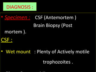 DIAGNOSIS :
• Specimen : CSF (Antemortem )
Brain Biopsy (Post
mortem ).
CSF :
• Wet mount : Plenty of Actively motile
trophozoites .
 