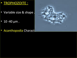 • TROPHOZOITE :
• Variable size & shape .
• 10 -40 µm .
• Acanthopodia Characteristic feature .
 
