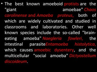 • The best known amoeboid protists are the
"giant amoebae" Chaos
carolinense and Amoeba proteus, both of
which are widely cultivated and studied in
classrooms and laboratories. Other well
known species include the so-called "brain-
eating amoeba" Naegleria fowleri, the
intestinal parasiteEntamoeba histolytica,
which causes amoebic dysentery, and the
multicellular "social amoeba" Dictyostelium
discoideum.
 