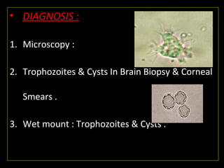 • DIAGNOSIS :
1. Microscopy :
2. Trophozoites & Cysts In Brain Biopsy & Corneal
Smears .
3. Wet mount : Trophozoites & Cysts .
 