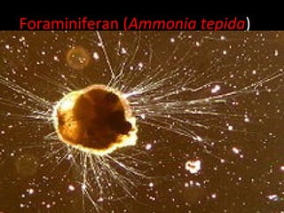 Foraminiferan (Ammonia tepida)
 