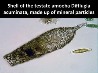 Shell of the testate amoeba Difflugia
acuminata, made up of mineral particles
 