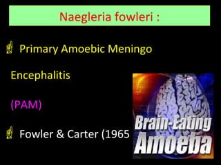 Naegleria fowleri :
 Primary Amoebic Meningo
Encephalitis
(PAM)
 Fowler & Carter (1965 ).
 