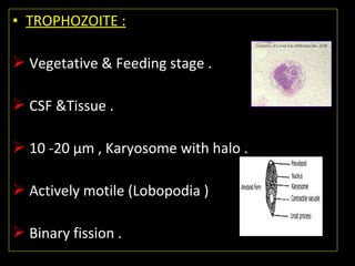 • TROPHOZOITE :
 Vegetative & Feeding stage .
 CSF &Tissue .
 10 -20 µm , Karyosome with halo .
 Actively motile (Lobopodia )
 Binary fission .
 