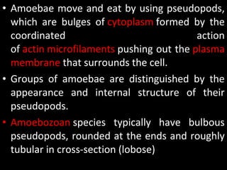 • Amoebae move and eat by using pseudopods,
which are bulges of cytoplasm formed by the
coordinated action
of actin microfilaments pushing out the plasma
membrane that surrounds the cell.
• Groups of amoebae are distinguished by the
appearance and internal structure of their
pseudopods.
• Amoebozoan species typically have bulbous
pseudopods, rounded at the ends and roughly
tubular in cross-section (lobose)
 