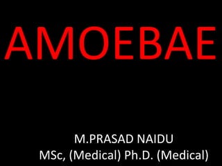 AMOEBAE
M.PRASAD NAIDU
MSc, (Medical) Ph.D. (Medical)
 