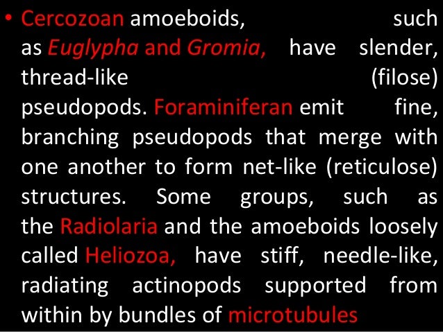 free amoebae how do pseudopods form
