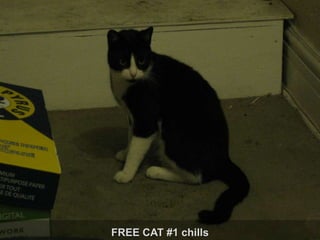 FREE CAT #1 chills 