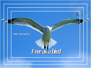 Free as a bird Music: Fleetwood Mac 