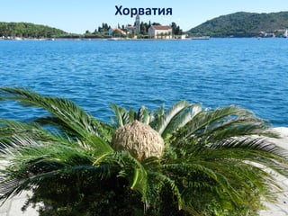 Хорватия
 