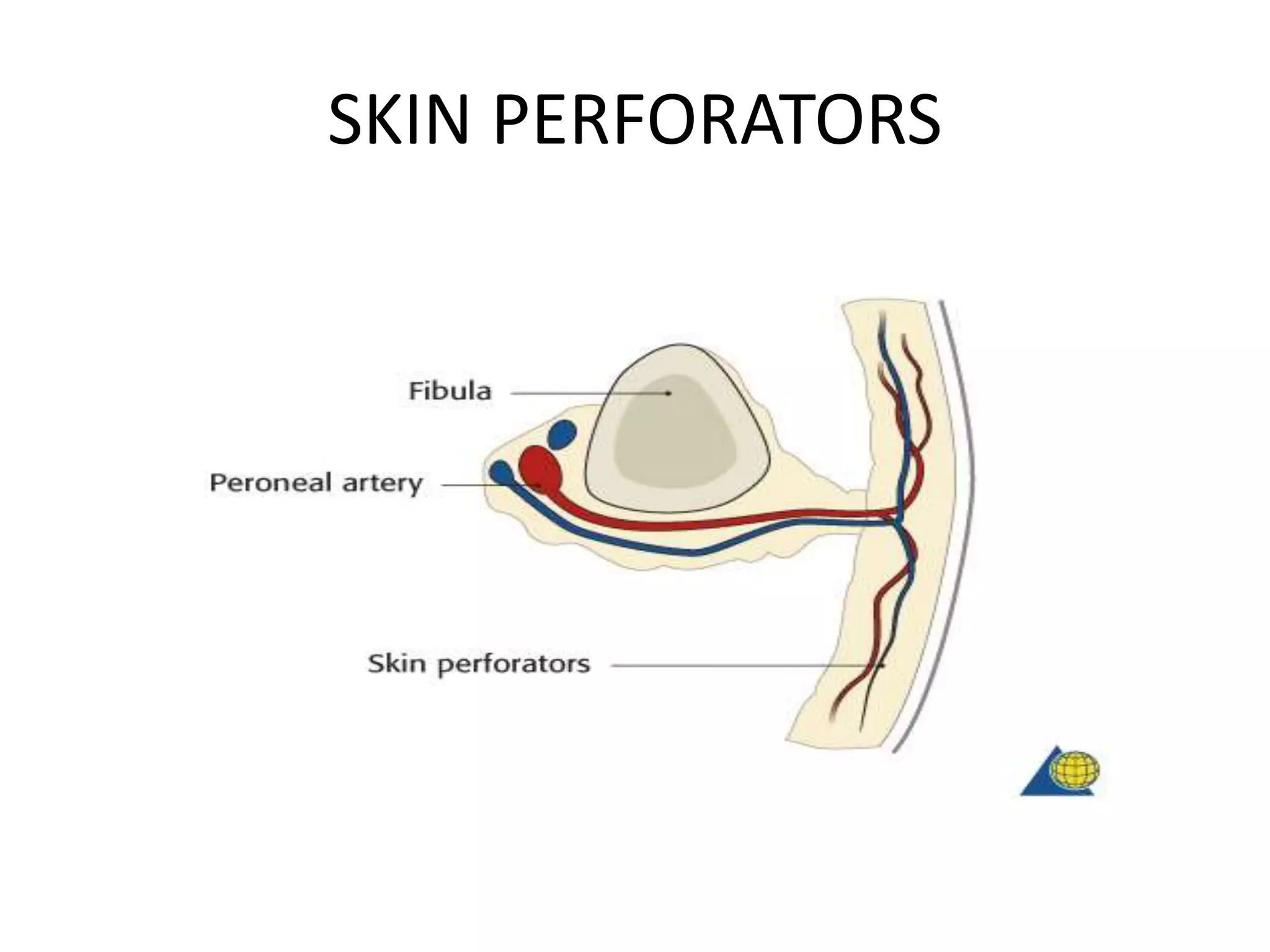 SKIN PERFORATORS
 
