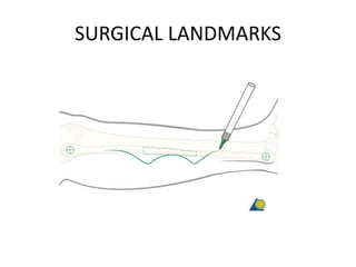 SURGICAL LANDMARKS
 