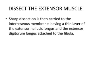 DISSECT THE EXTENSOR MUSCLE
• Sharp dissection is then carried to the
interosseous membrane leaving a thin layer of
the extensor hallucis longus and the extensor
digitorum longus attached to the fibula.
 