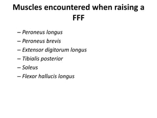 Muscles encountered when raising a
FFF
– Peroneus longus
– Peroneus brevis
– Extensor digitorum longus
– Tibialis posterior
– Soleus
– Flexor hallucis longus
 