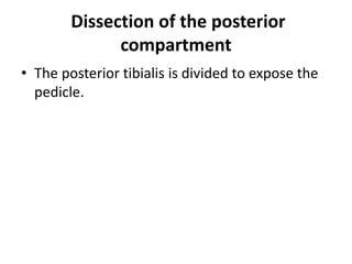Dissection of the posterior
compartment
• The posterior tibialis is divided to expose the
pedicle.
 